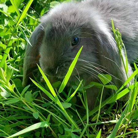 Koziula - I Lesne Na Kaszubach Orman Evi