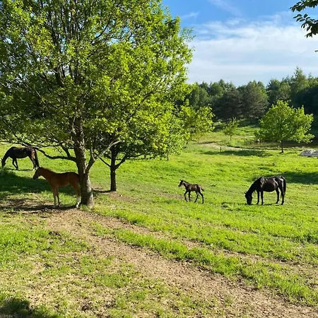 Koziula - I Lesne Na Kaszubach Orman Evi