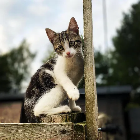 Koziula - I Lesne Na Kaszubach Orman Evi