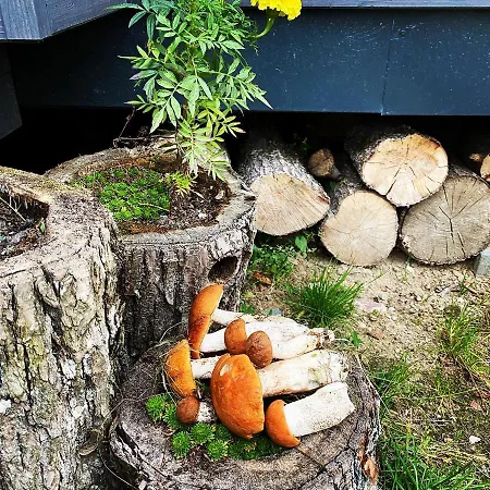 Koziula - I Lesne Na Kaszubach Przywidz (Gdansk)