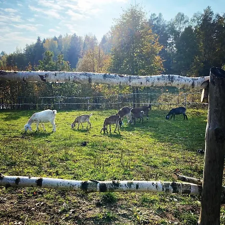 Koziula - I Lesne Na Kaszubach * Przywidz