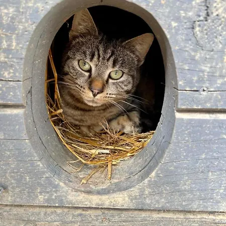 Orman Evi Koziula - I Lesne Na Kaszubach Przywidz (Gdansk)