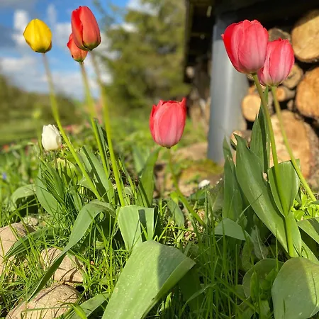 Koziula - I Lesne Na Kaszubach