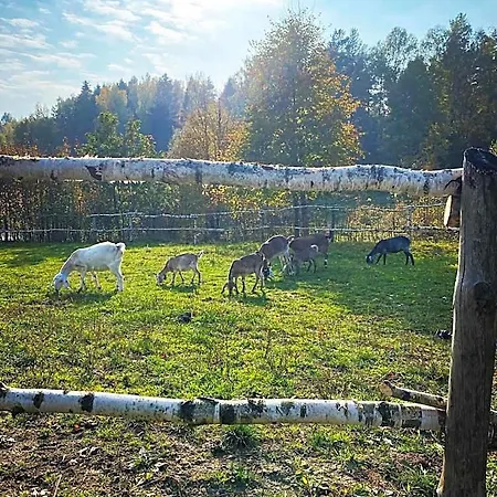 Koziula - I Lesne Na Kaszubach * Przywidz (Gdansk)
