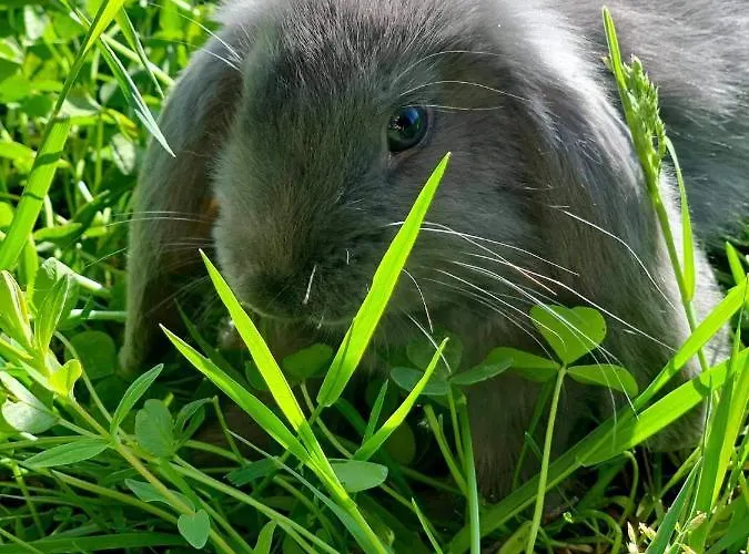 Koziula - I Lesne Na Kaszubach Jaktstuga