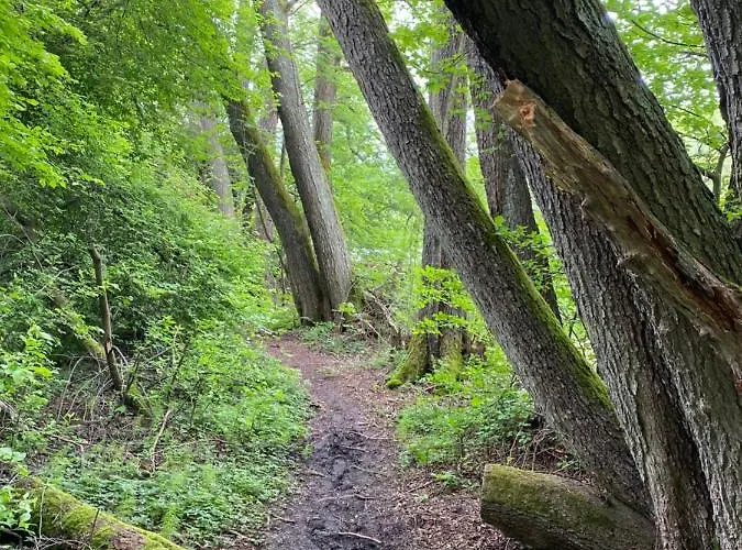 Koziula - I Lesne Na Kaszubach Jaktstuga *
