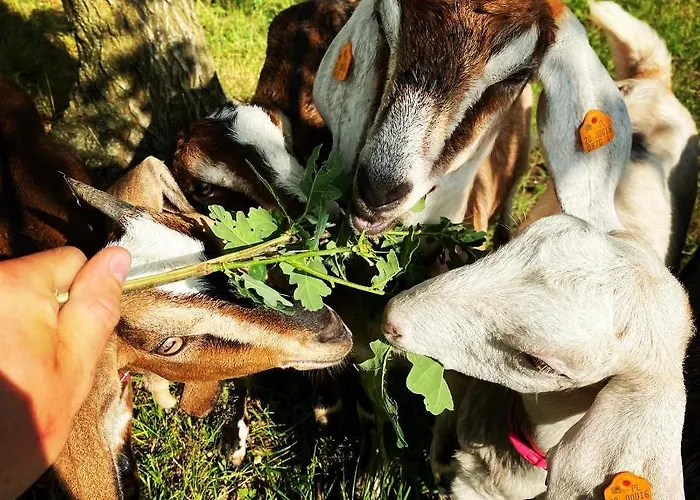 Koziula - I Lesne Na Kaszubach Przywidz (Gdansk)