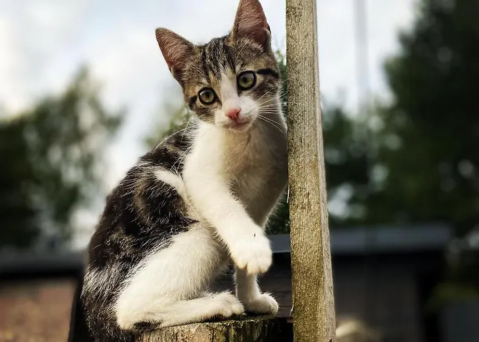 Koziula - I Lesne Na Kaszubach Jaktstuga