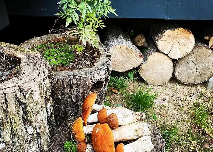 Koziula - I Lesne Na Kaszubach Przywidz (Gdansk)