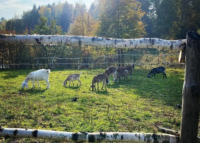 Koziula - I Lesne Na Kaszubach * Przywidz (Gdansk)