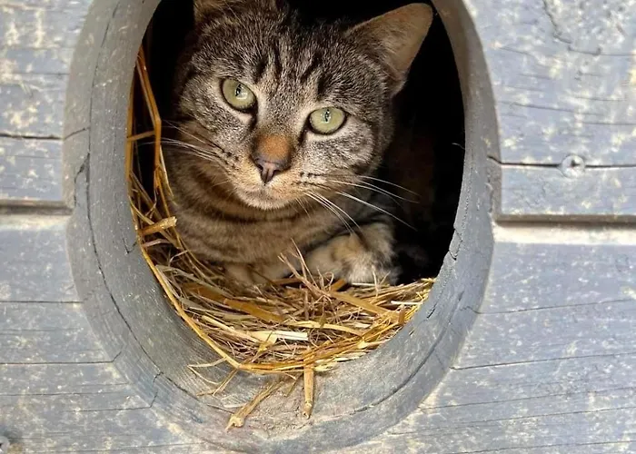 Jaktstuga Koziula - I Lesne Na Kaszubach Przywidz (Gdansk)