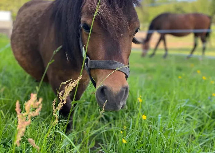 Koziula - I Lesne Na Kaszubach Jaktstuga