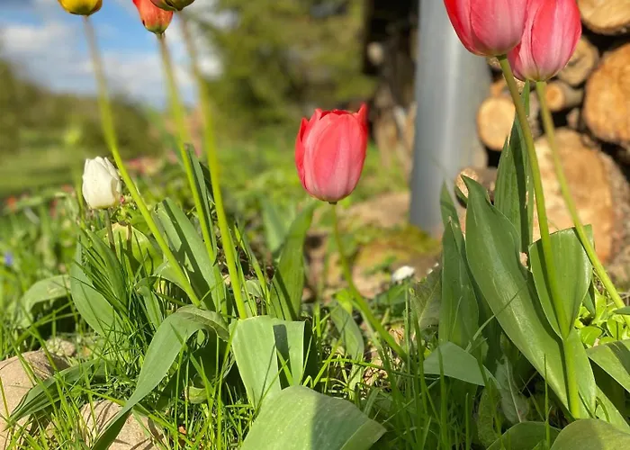 Koziula - I Lesne Na Kaszubach