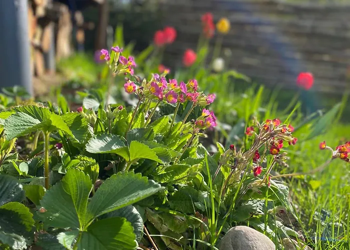 Koziula - I Lesne Na Kaszubach * Przywidz (Gdansk)