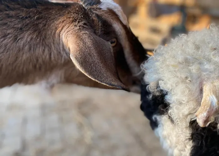 Koziula - I Lesne Na Kaszubach Jaktstuga Przywidz (Gdansk)