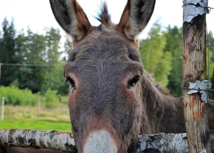 Koziula - I Lesne Na Kaszubach